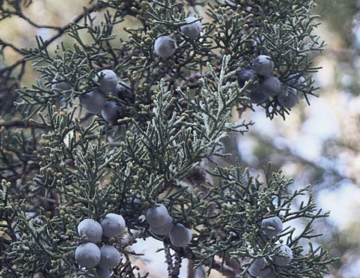 Juniper Berry Organic Essential oil