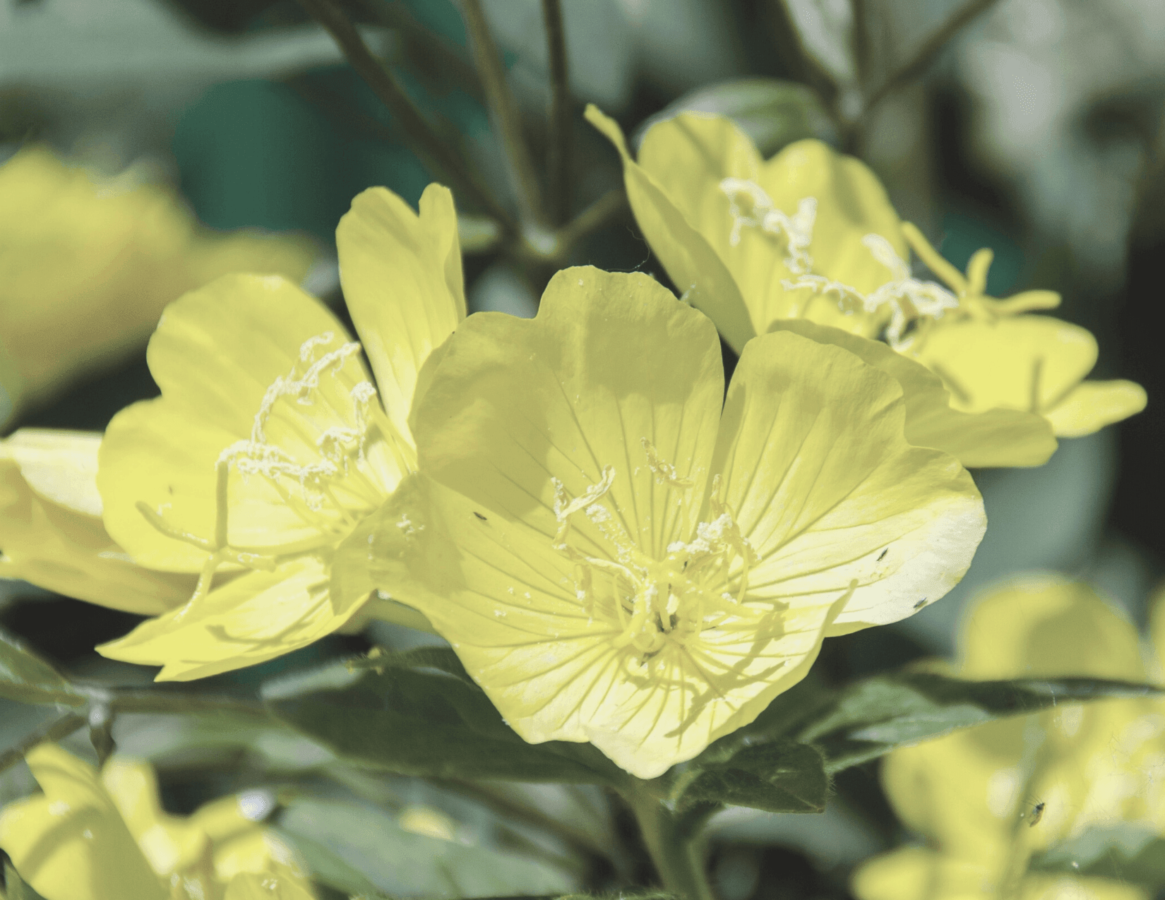 The Ultimate Skin Benefits of Evening Primrose Oil