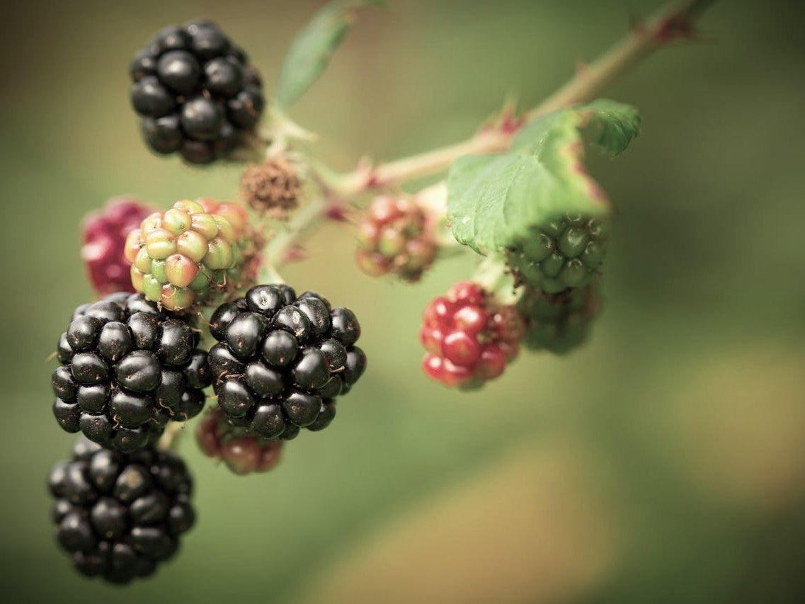 Aceite de semilla de mora en el cuidado de la piel: un superalimento para una belleza eterna