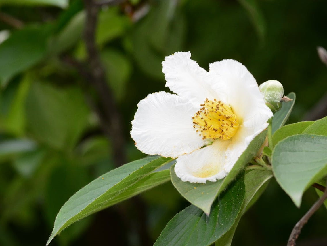 Aceite de semilla de camelia: uno de los mejores ingredientes antienvejecimiento en el cuidado de la piel